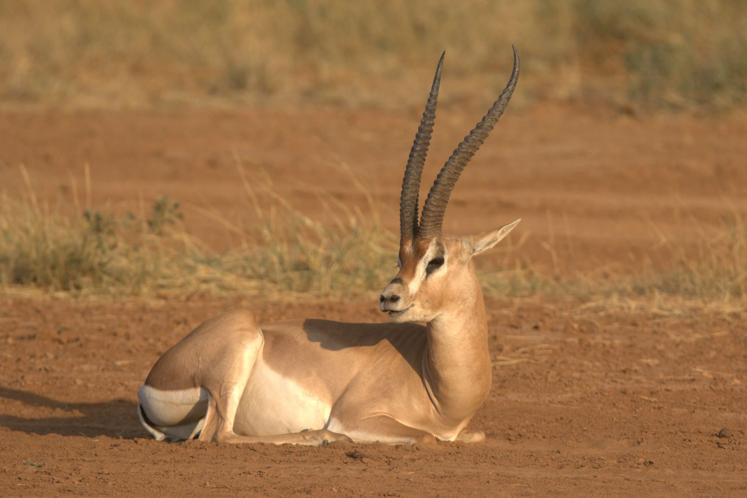 A Grevy's zebra in Samburu, Kenya