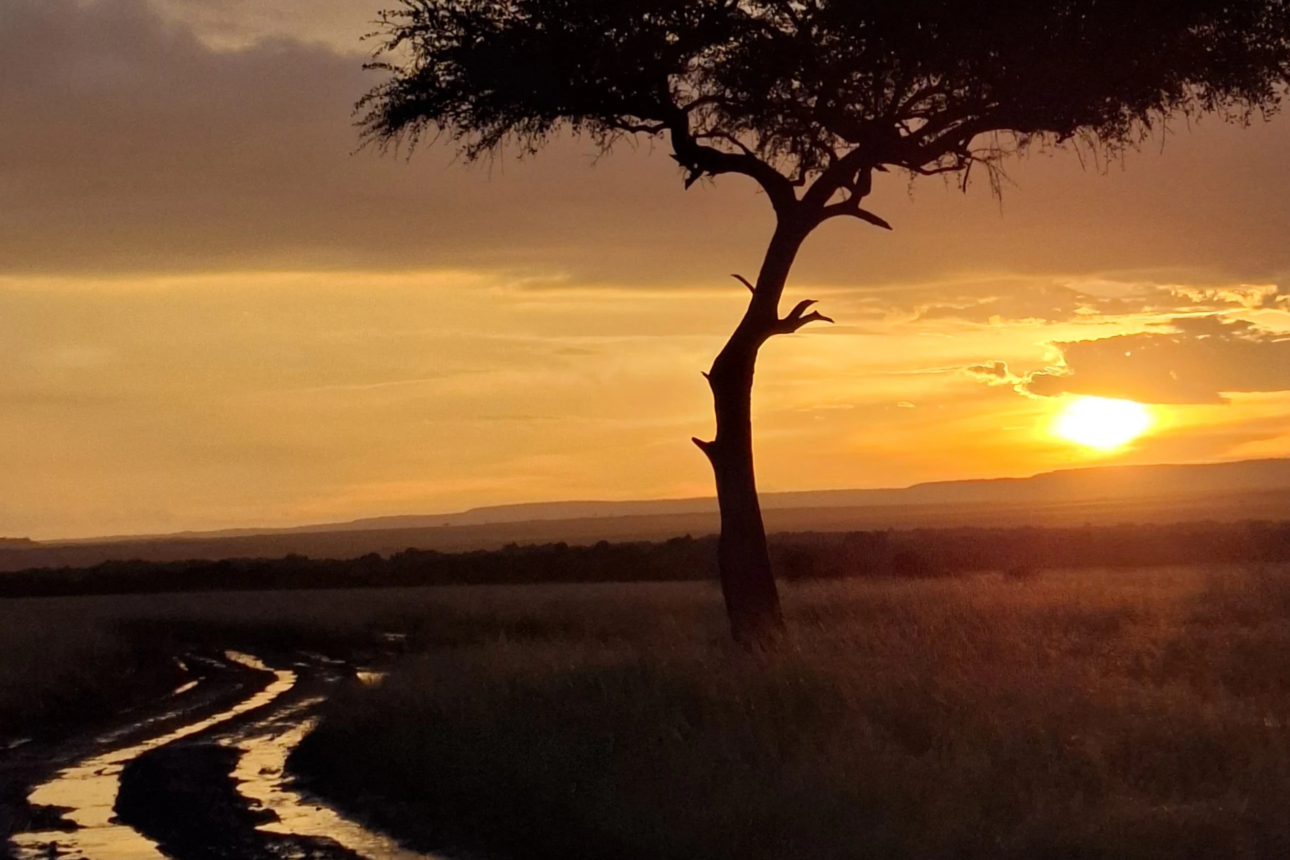 A silhouetted acacia tree against a Masai Mara sunset