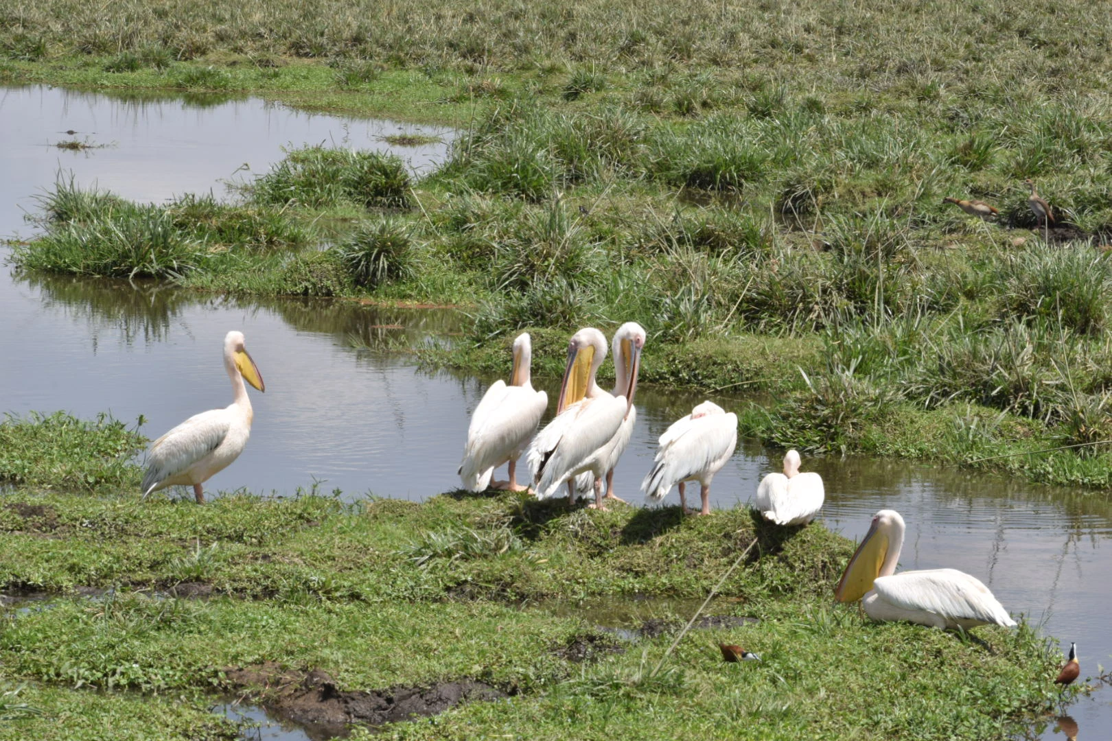 A white stork over the East African bush