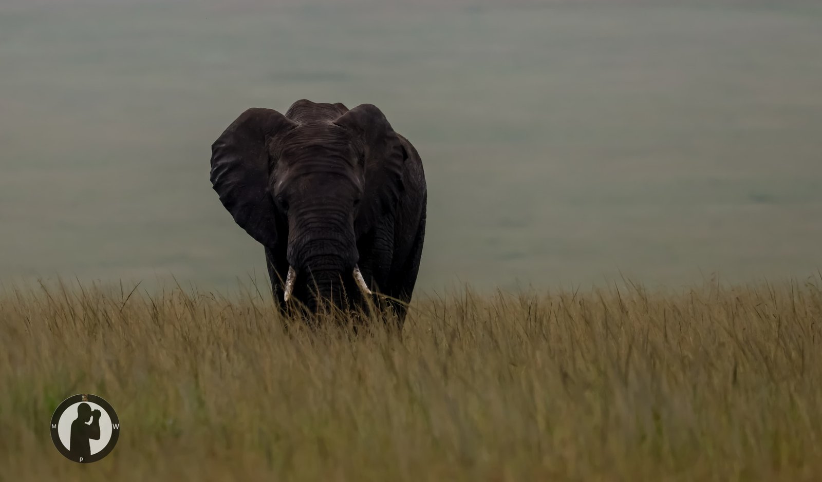 An elephant approaching through Tarangire's tall grass