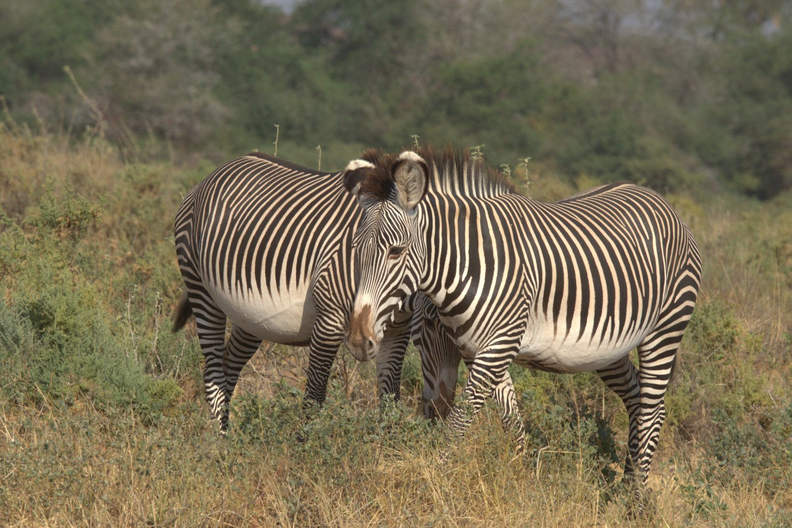 A Grevy's zebra, a Samburu specialty species