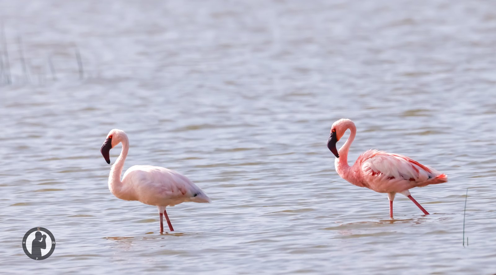 Lesser flamingos wading in Lake Manyara