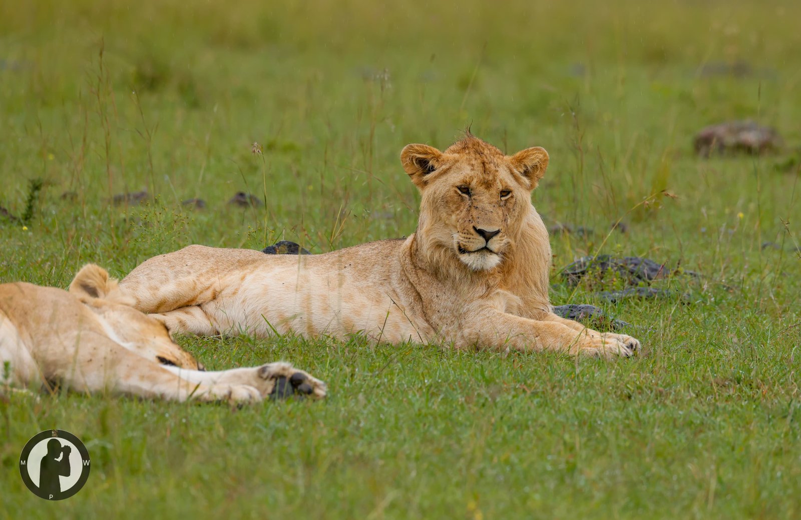 A lioness resting in the Masai Mara
