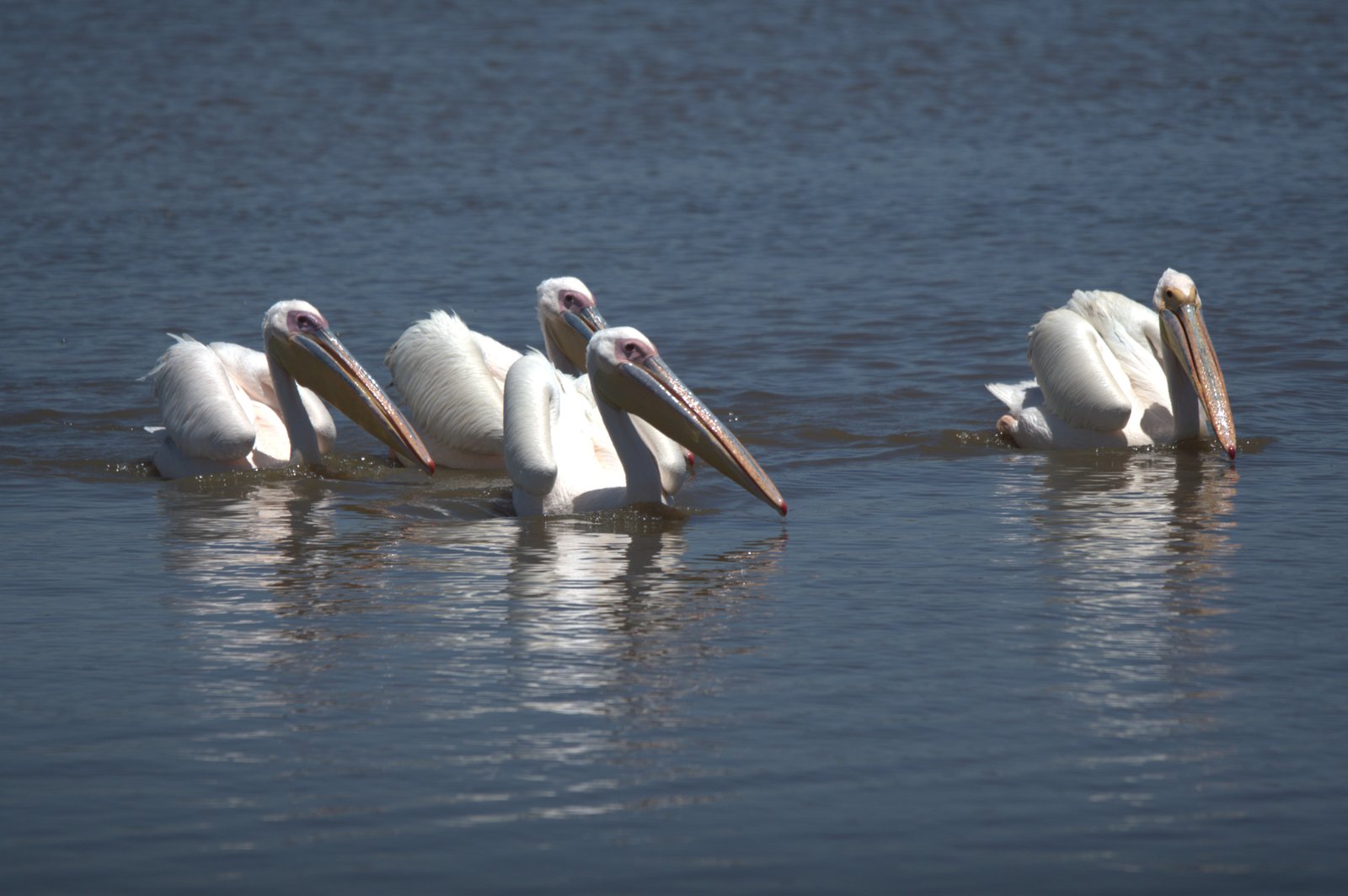 Pelicans on the shoreline of a Rift Valley soda lake